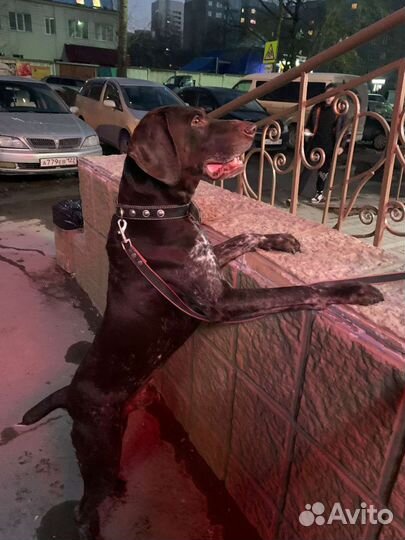 Вязка курцхар