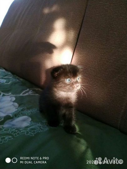 Вислоухие котята
