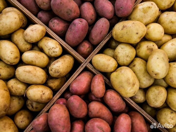 Картофель оптом. Готовый бизнес