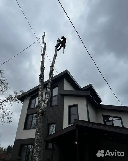 Спил деревьев/Выкорчёвка/Обрезка/Удаление