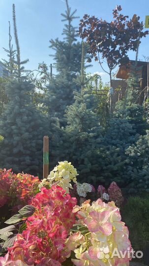 Голубые ели