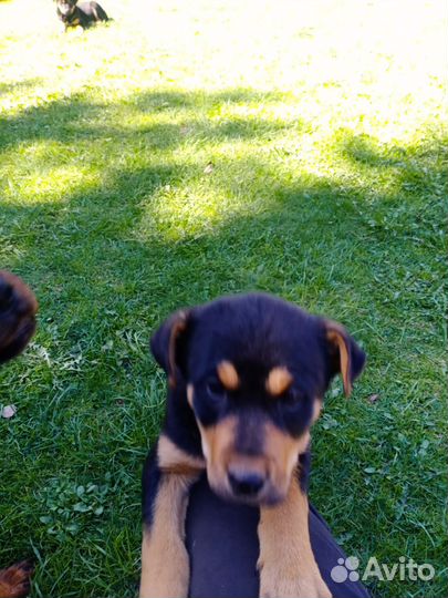Щенки ротвейлера