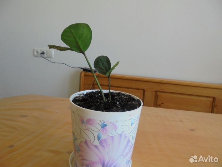 Комнатные растения цветы