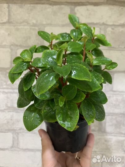Пеперомия ампельная