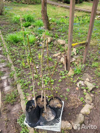 Идеал орех грецкий саженцы