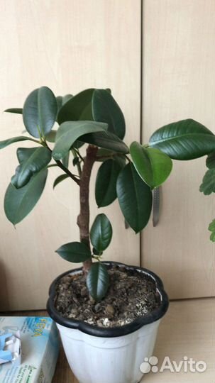 Комнатные растения