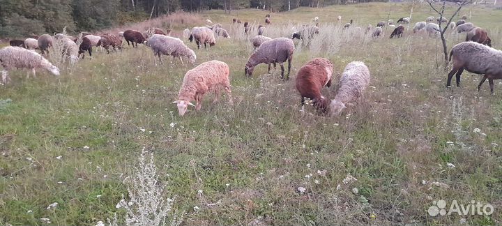 Мясо баранины, бараны, ярки