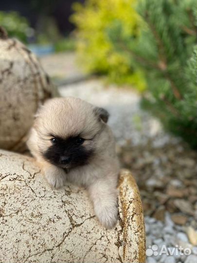 Щенки шпица