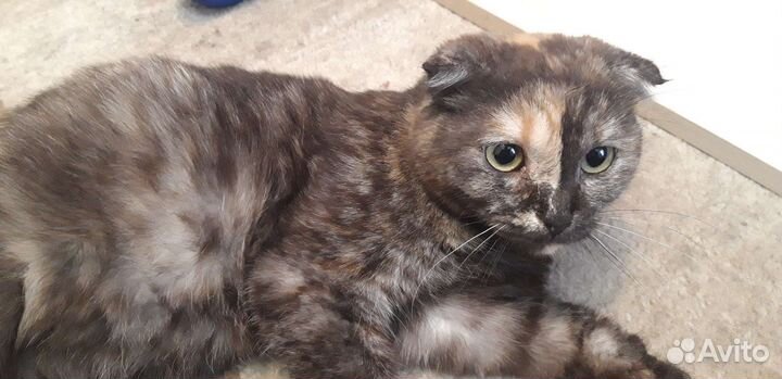 Котята бесплатно