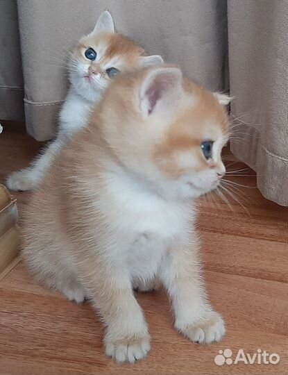 Британские золотые котята ny 12