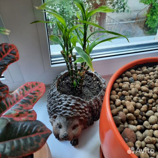 Бамбук драцена sandero