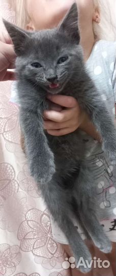 Котята ищут дом