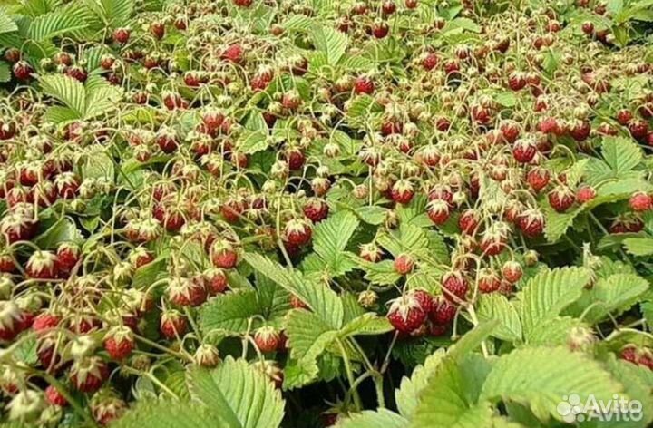 Земклубника Пенелопа рассада в стаканах и усы