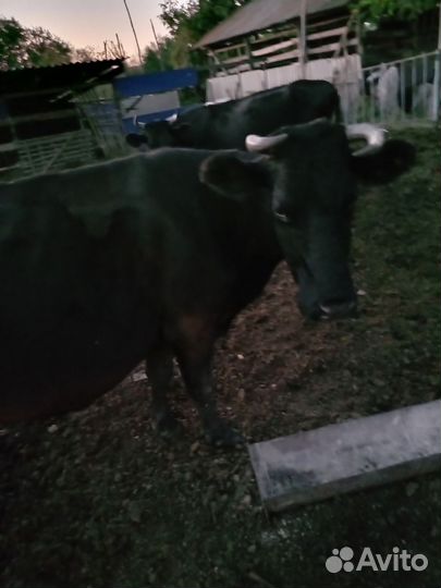 Коровы дойные