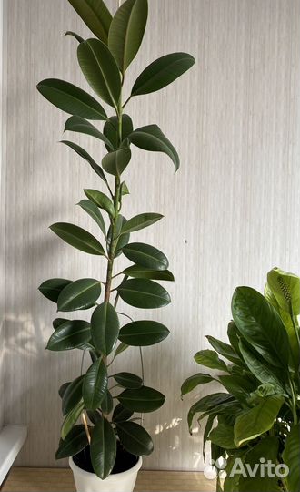 Продам Фикус