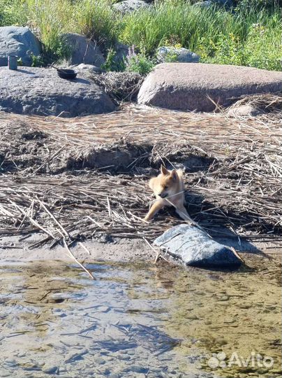 Карело финская лайка