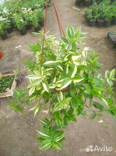 Традесканция