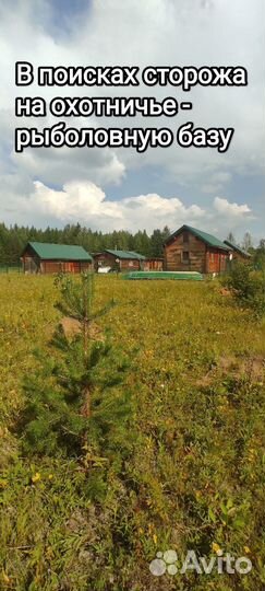 Сторож с проживанием