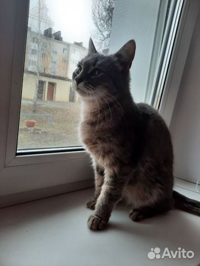 Кошка в добрые руки