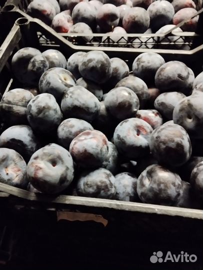 Слива анжелина черная