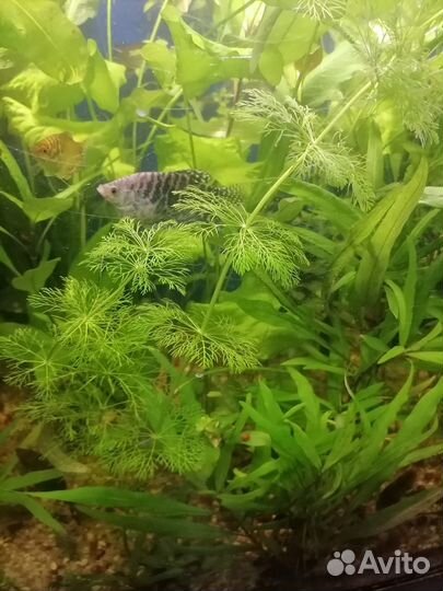 Набор аквариумных растений