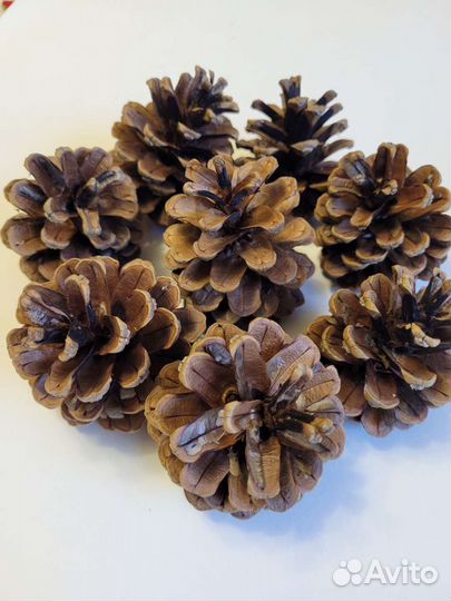 Шишки крымской сосны, сосновые шишки