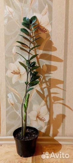 Замиокулькас, Глоксиния