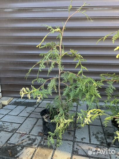 Туя Пендула