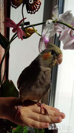 Птенец корелла