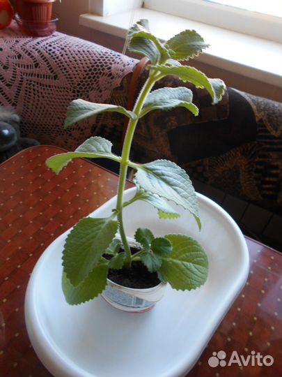 Комнатная мята (плектрантус)