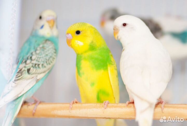 Волнистый птенец