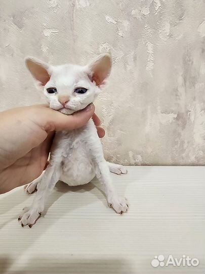 Котята девон-рекс