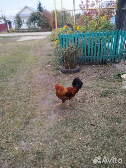 Молодые петухи