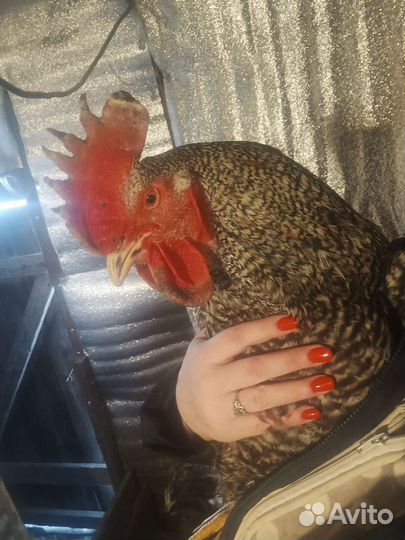 Петух доминант959,107,104