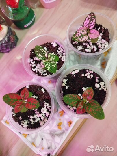 Гипоэстес, гипоестес