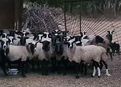 Овцы и бараны романовской породы