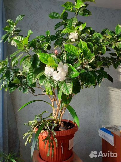 Табернемонтана