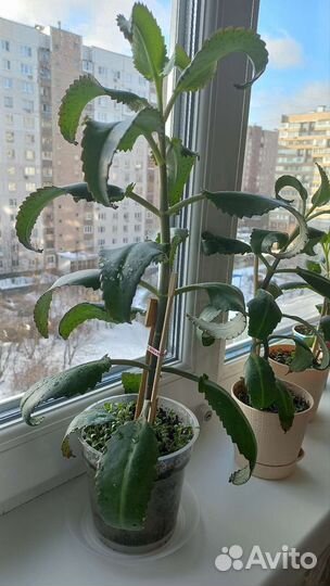 Каланхоэ лечебный чихалочка