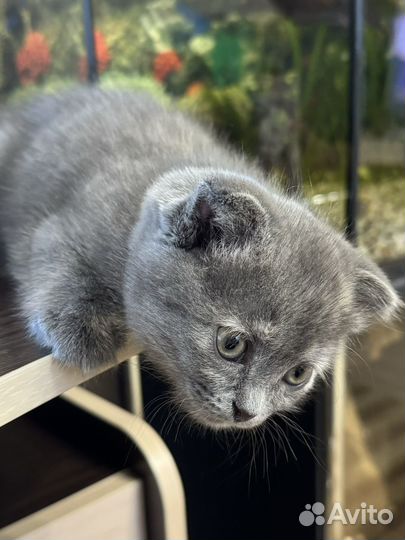 Шотландская вислоухая