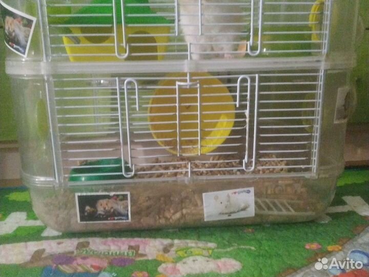 Клетка с сирийским хомяком