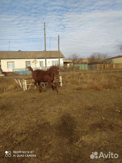 Лошадь