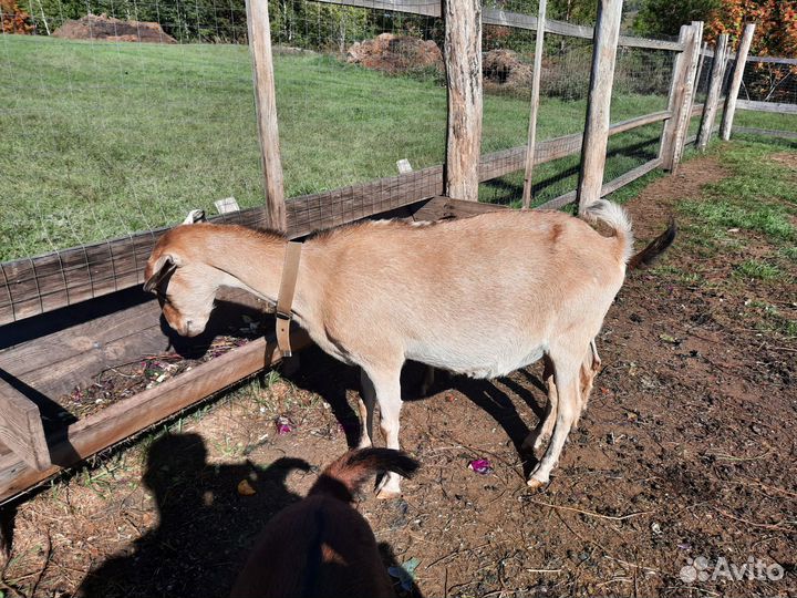 Коза нубийская