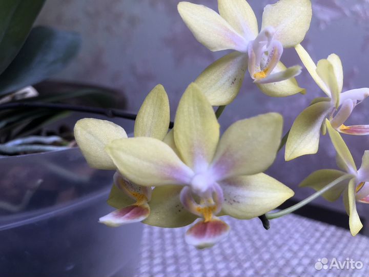 Орхидея мини