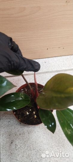 Филодендрон
