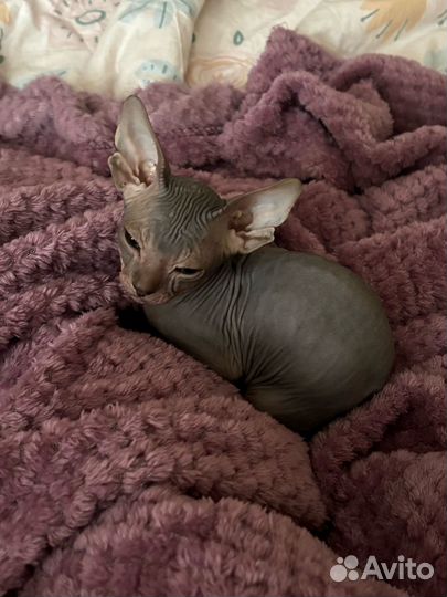 Котенок сфинкс