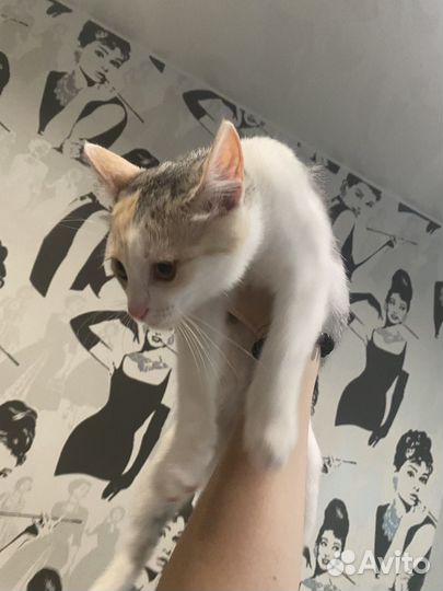 Котята в добрые руки даром москва