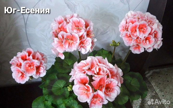 Пеларгония