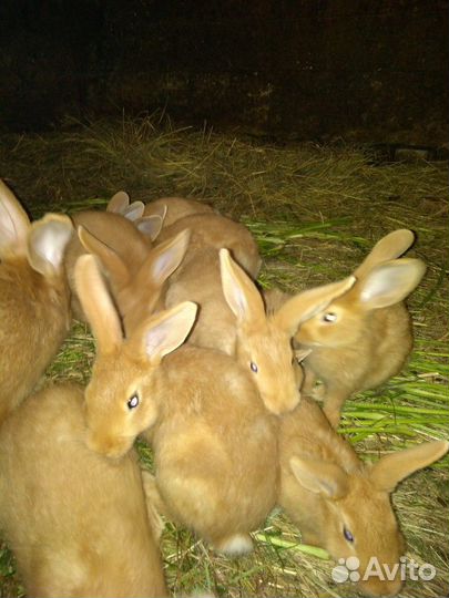 Продам кроликов бургунцев