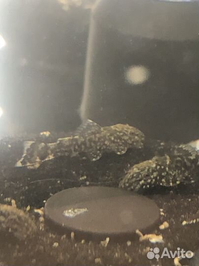 Малек Анцитруса