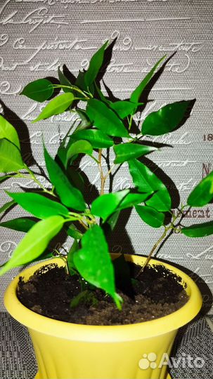 Фикус бенджамина